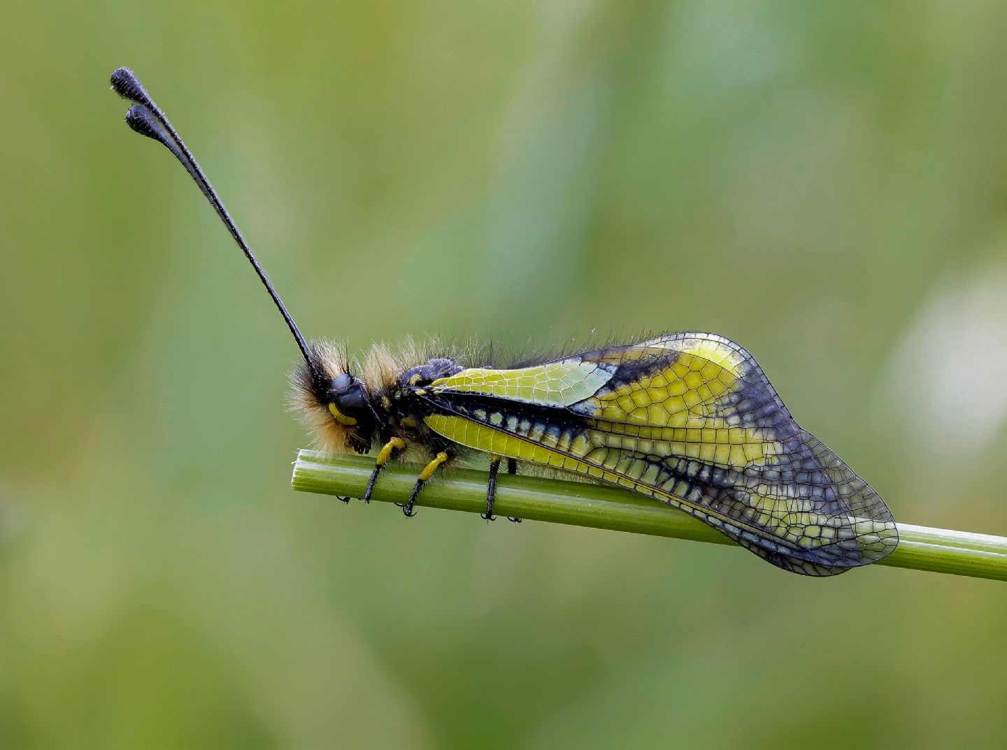 Ascalaphidae - Libelloides coccajus